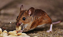 24 Hour & Emergency Exterminators in Erdman, PA